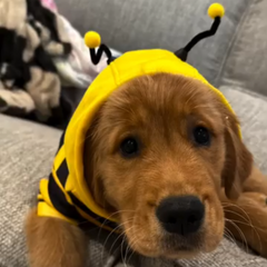 Bumble Bee Pets Costume Hoodie