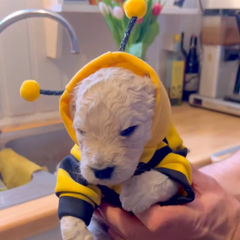 Bumble Bee Pets Costume Hoodie