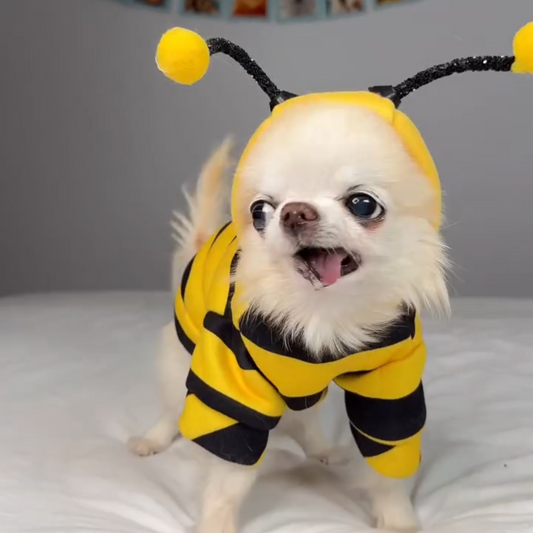Bumble Bee Pets Costume Hoodie